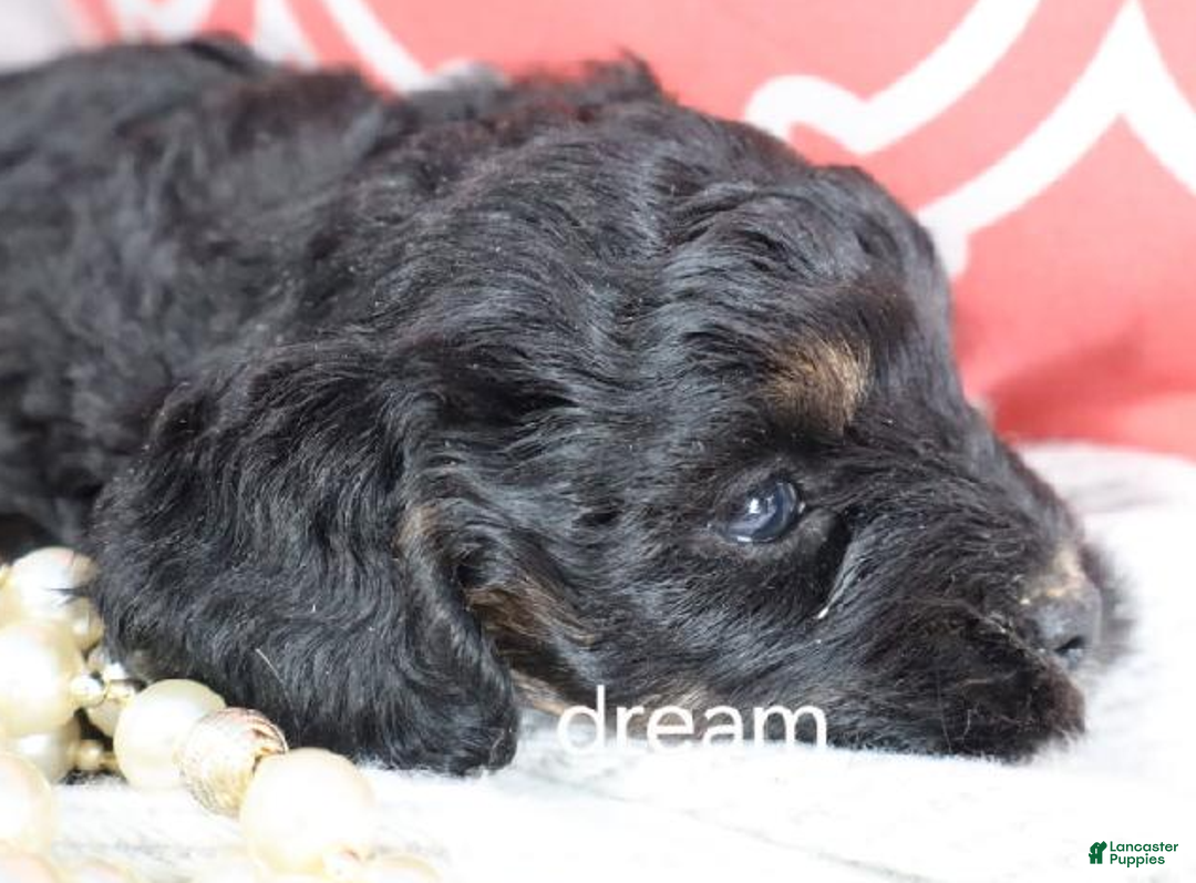 Cavapoo dogs for sale: Destiny - Ad 4
