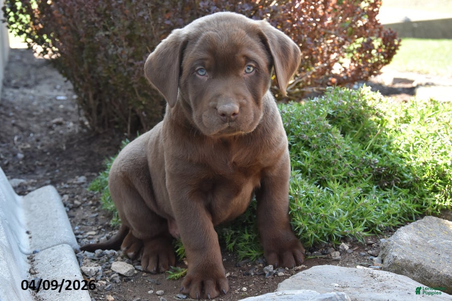 Labrador Retriever dogs Marcus - Ad 1
