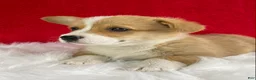 Welsh Corgi Pembroke dogs for sale: Thor - Ad 3