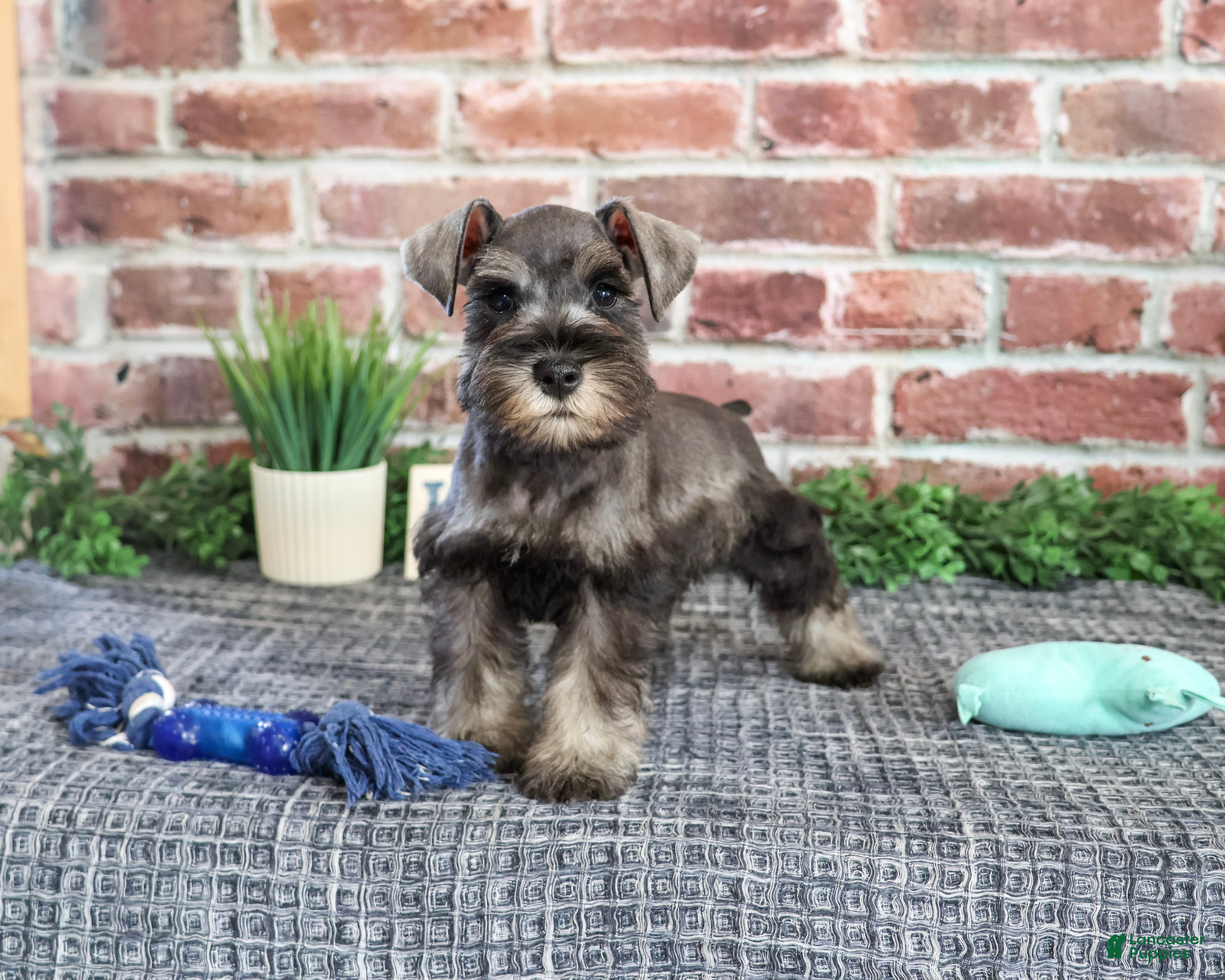 Miniature Schnauzer dogs for sale: Truman - Ad 2