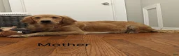 Golden Retriever dogs for sale: Zilla - Ad 6
