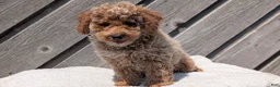 Miniature Poodle dogs for sale: Roscoe - Ad 5