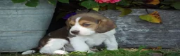 Beagle dogs for sale: Bart - Ad 8