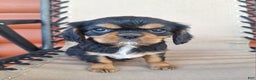 Cavalier King Charles Spaniel dogs for sale: Arlo - Ad 2