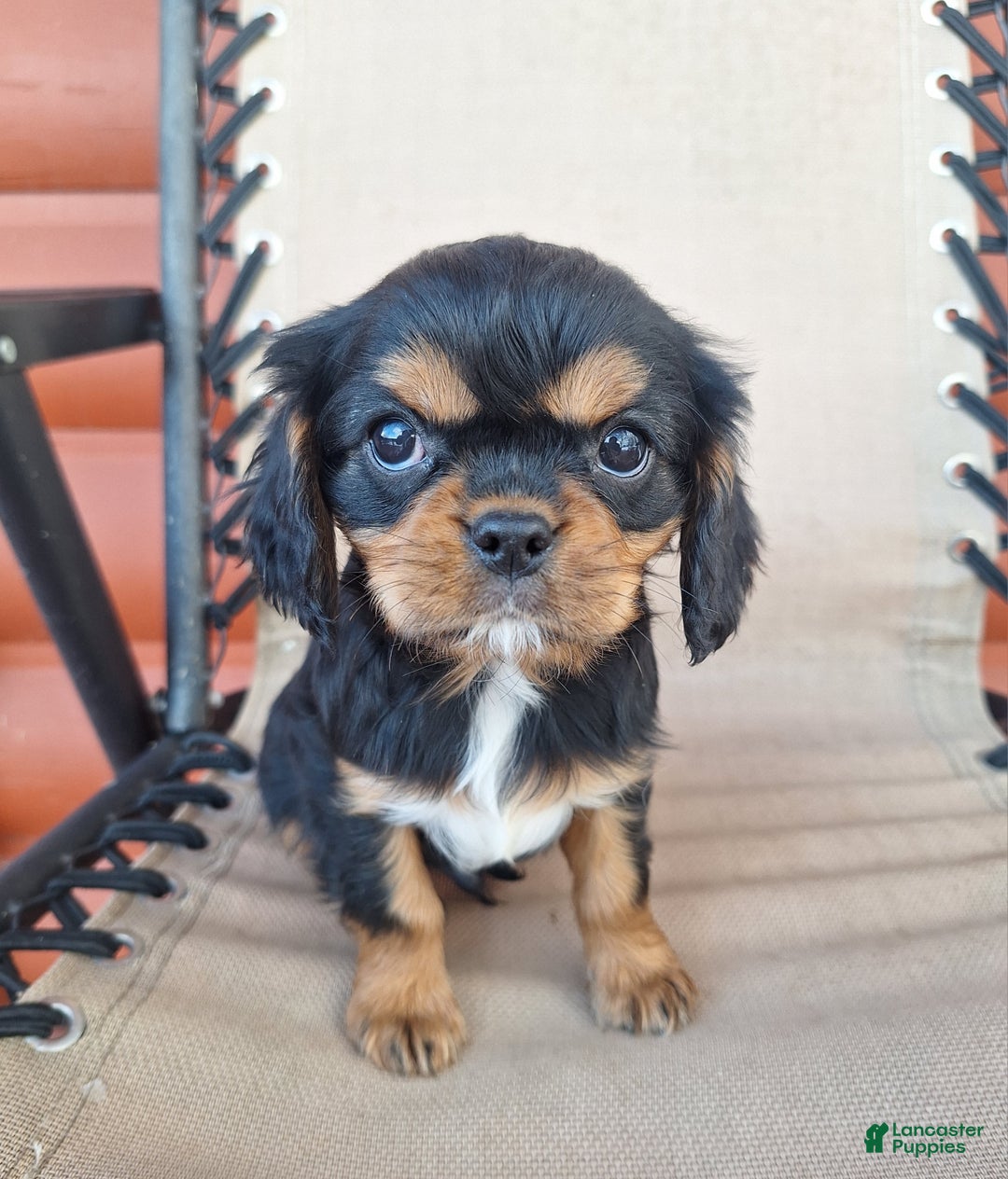 Cavalier King Charles Spaniel dogs for sale: Arlo - Ad 2