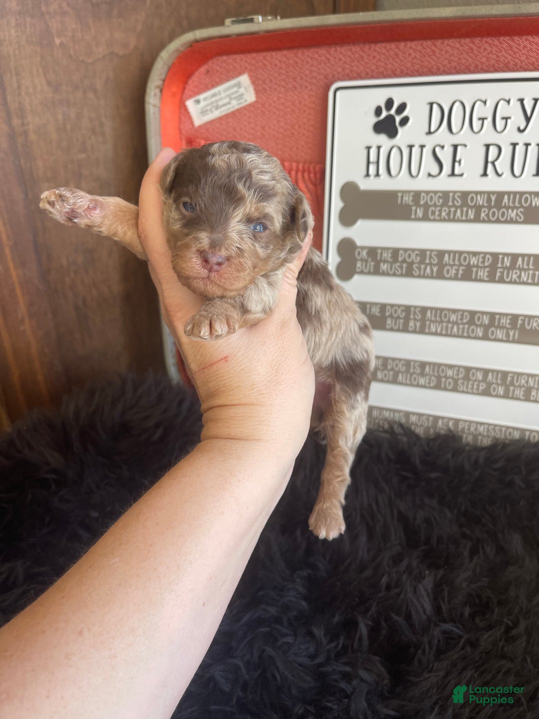 Miniature Poodle dogs for sale: Miniature Poodle Puppy 1 - Ad 14