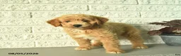 Mini Goldendoodle dogs for sale: Nica  - Ad 5
