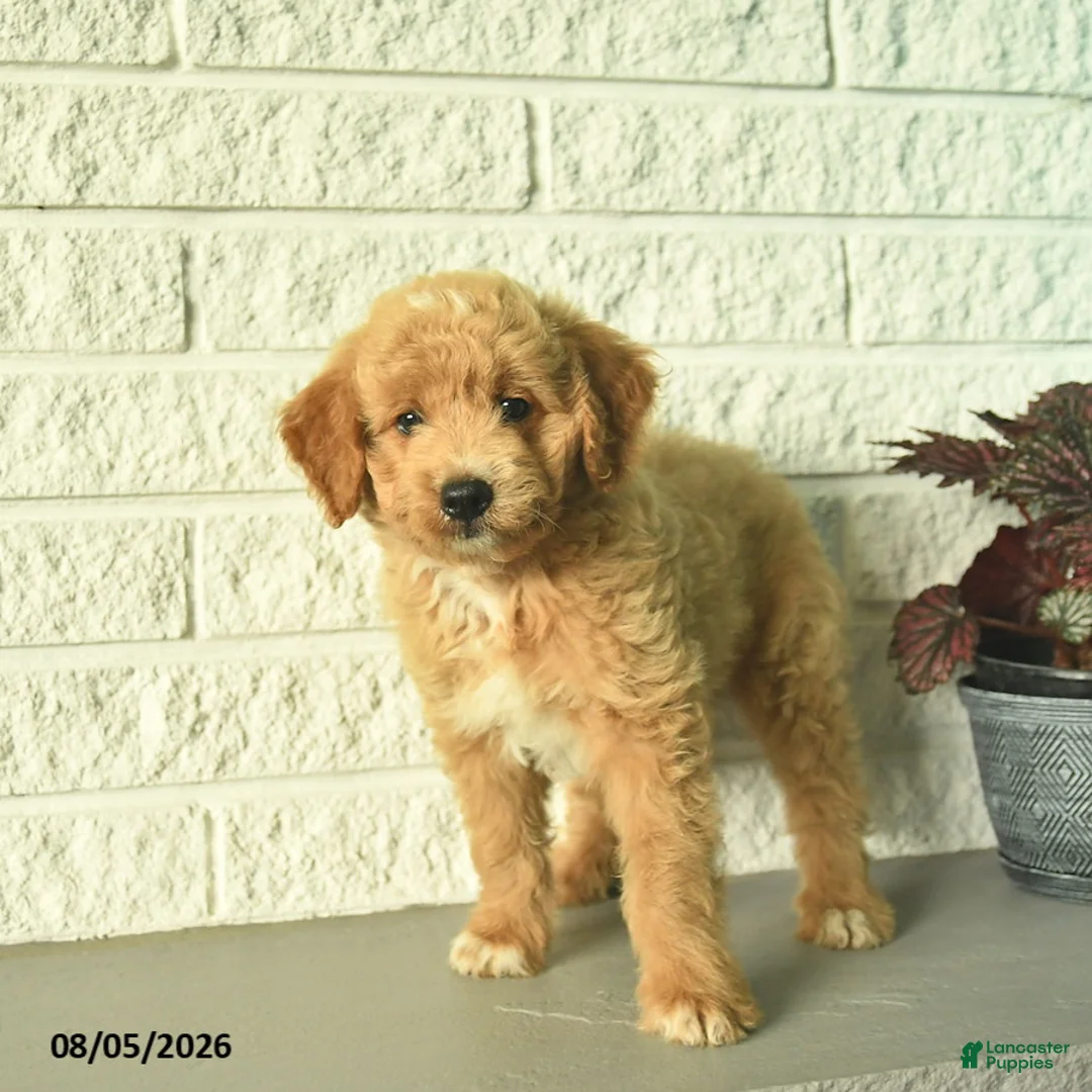 Mini Goldendoodle dogs for sale: Nica  - Ad 5