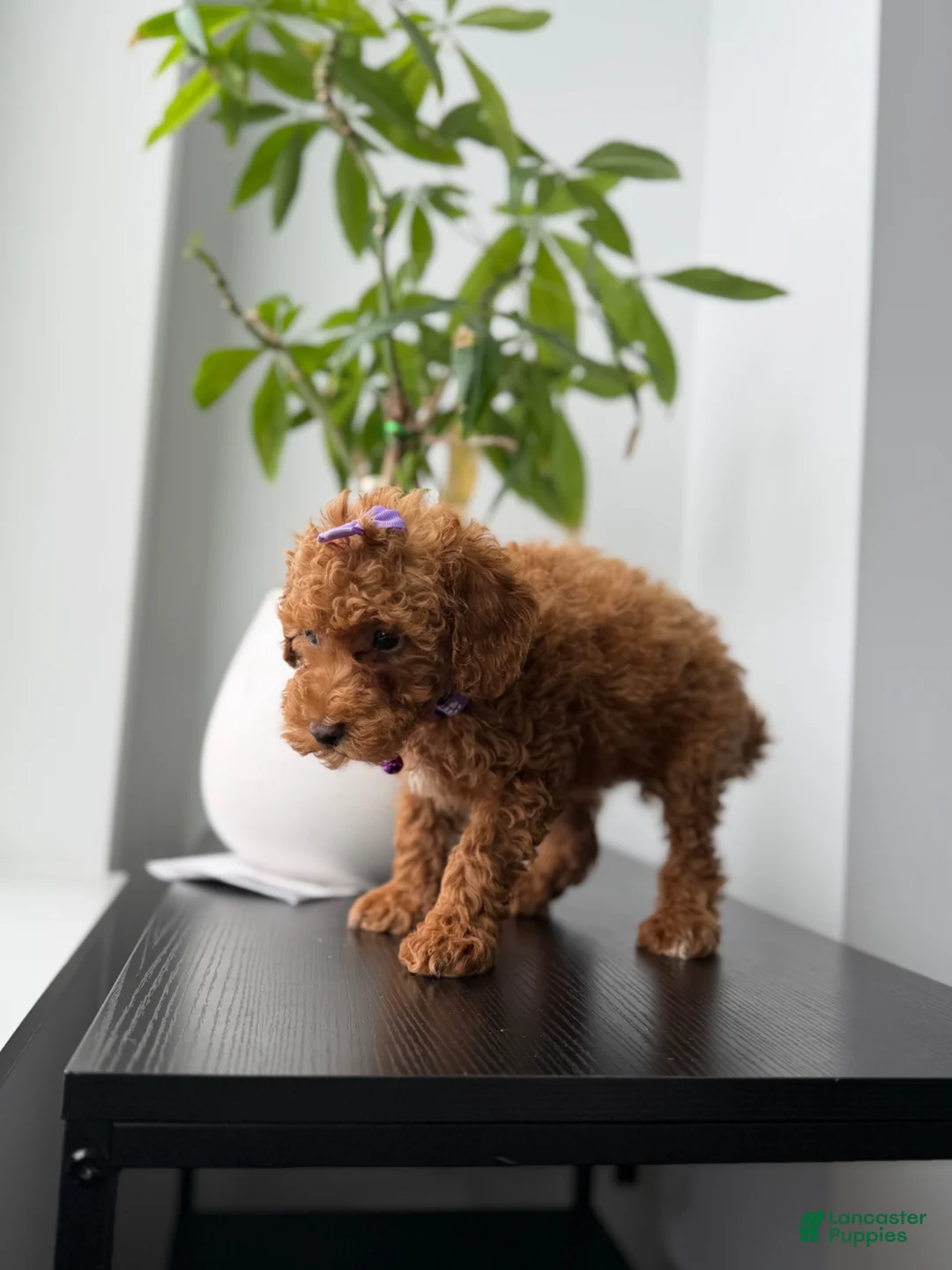 Toy Poodle dogs for sale: Penny - Ad 2