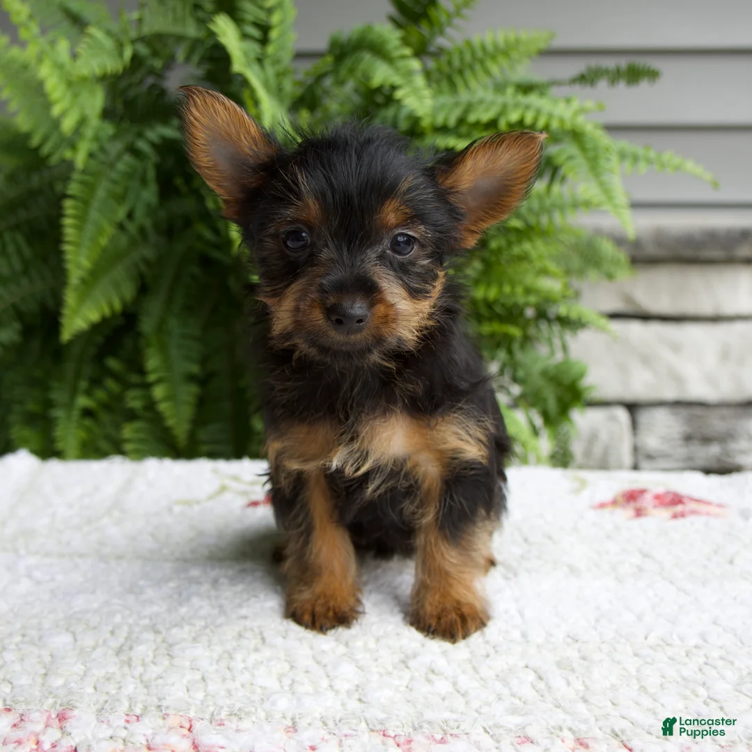 Yorkshire Terrier dogs for sale: Tucker - Ad 5
