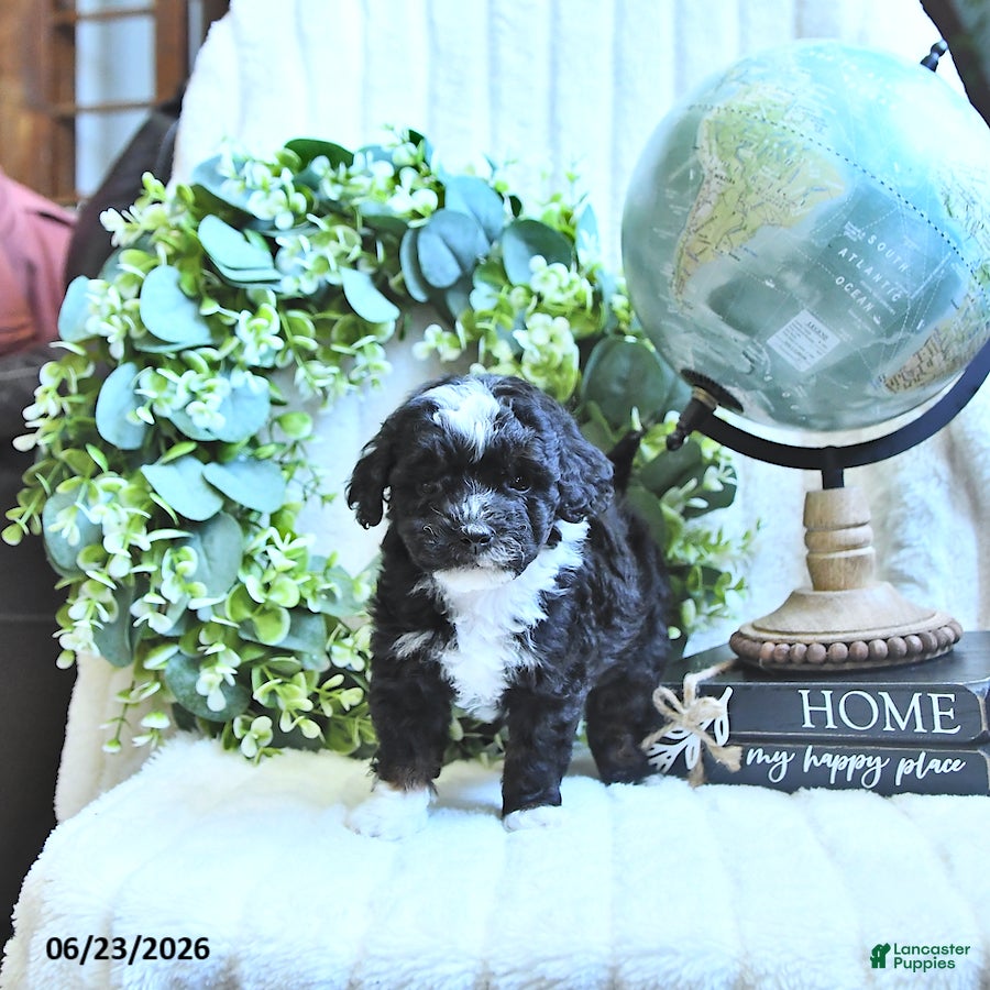 Miniature Poodle dogs Delsie - Ad 1