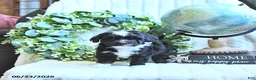 Miniature Poodle dogs for sale: Delsie - Ad 1
