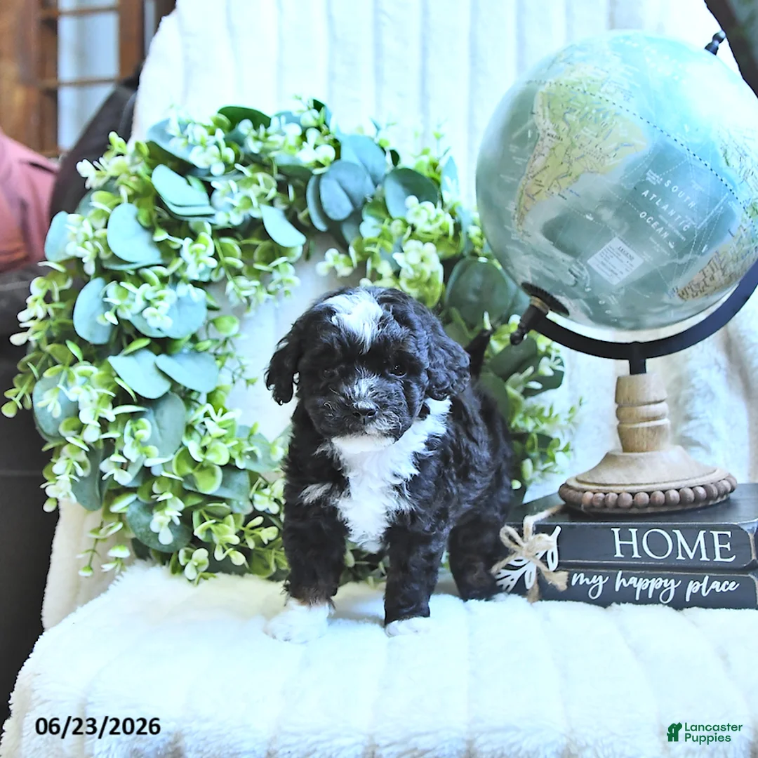 Miniature Poodle dogs for sale: Delsie - Ad 1