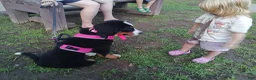 Bernese Mountain Dog dogs for sale: Bernese Mountain Dog 2 - Ad 34