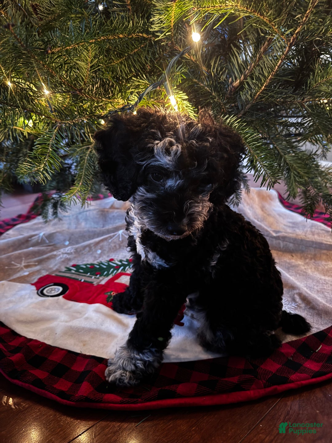 Miniature Poodle dogs for sale: Blu - Ad 8