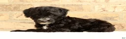 Yochon dogs for sale: Rover - Ad 4
