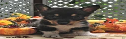 Welsh Corgi Pembroke dogs for sale: Benny  - Ad 4