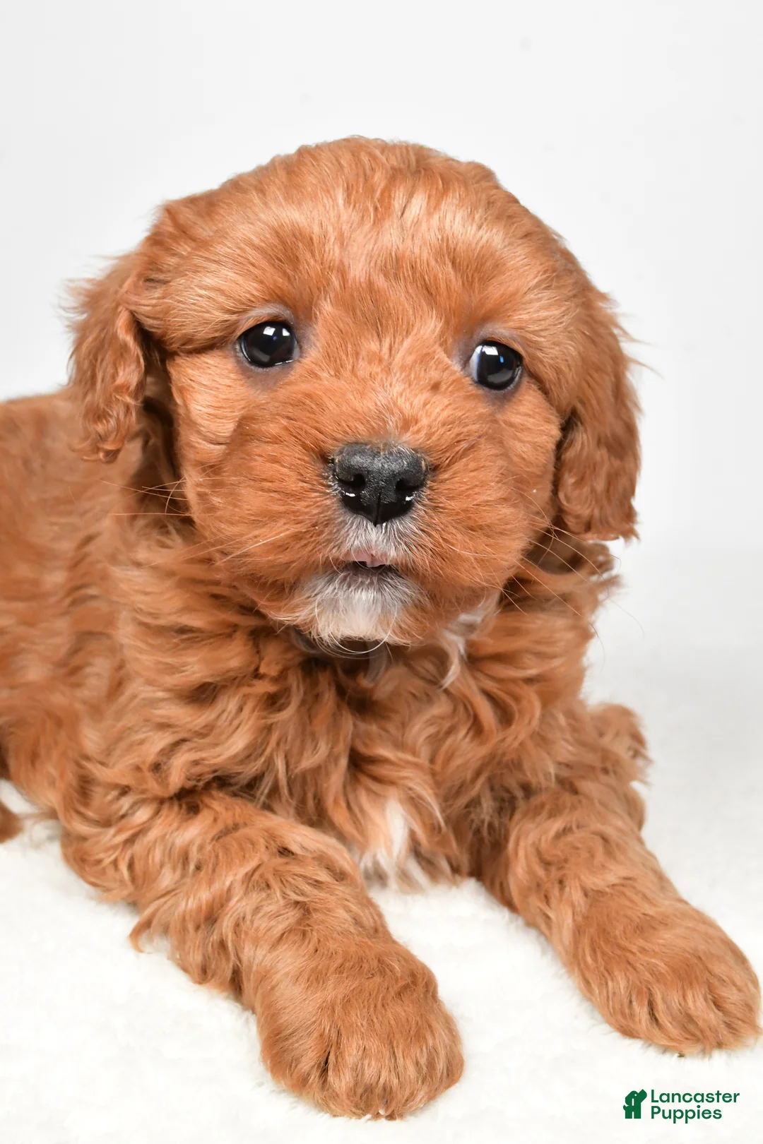 Mini Goldendoodle dogs for sale: Bella - Ad 6