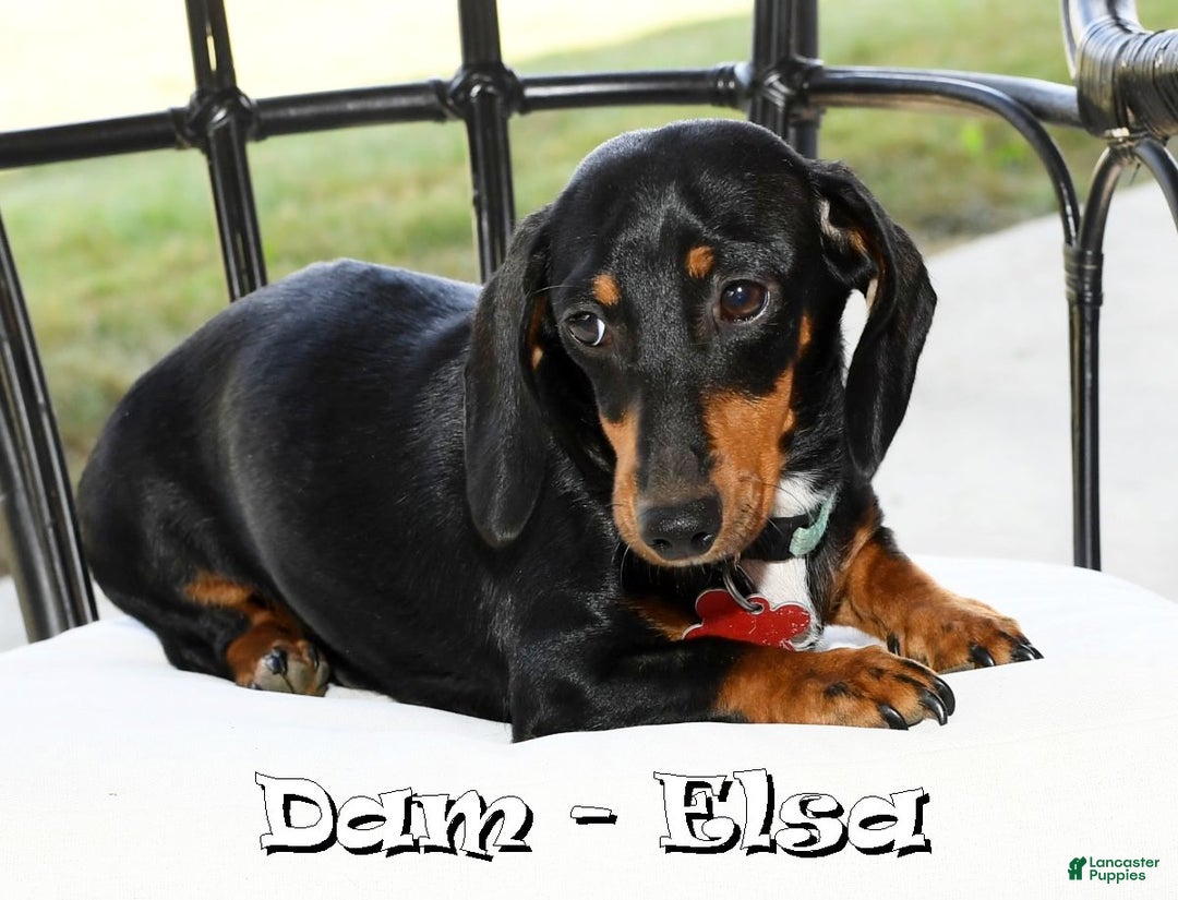 Miniature Dachshund dogs for sale: Piper - Ad 10