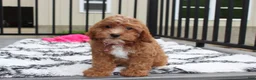 Cockapoo dogs for sale: Felicity  - Ad 5