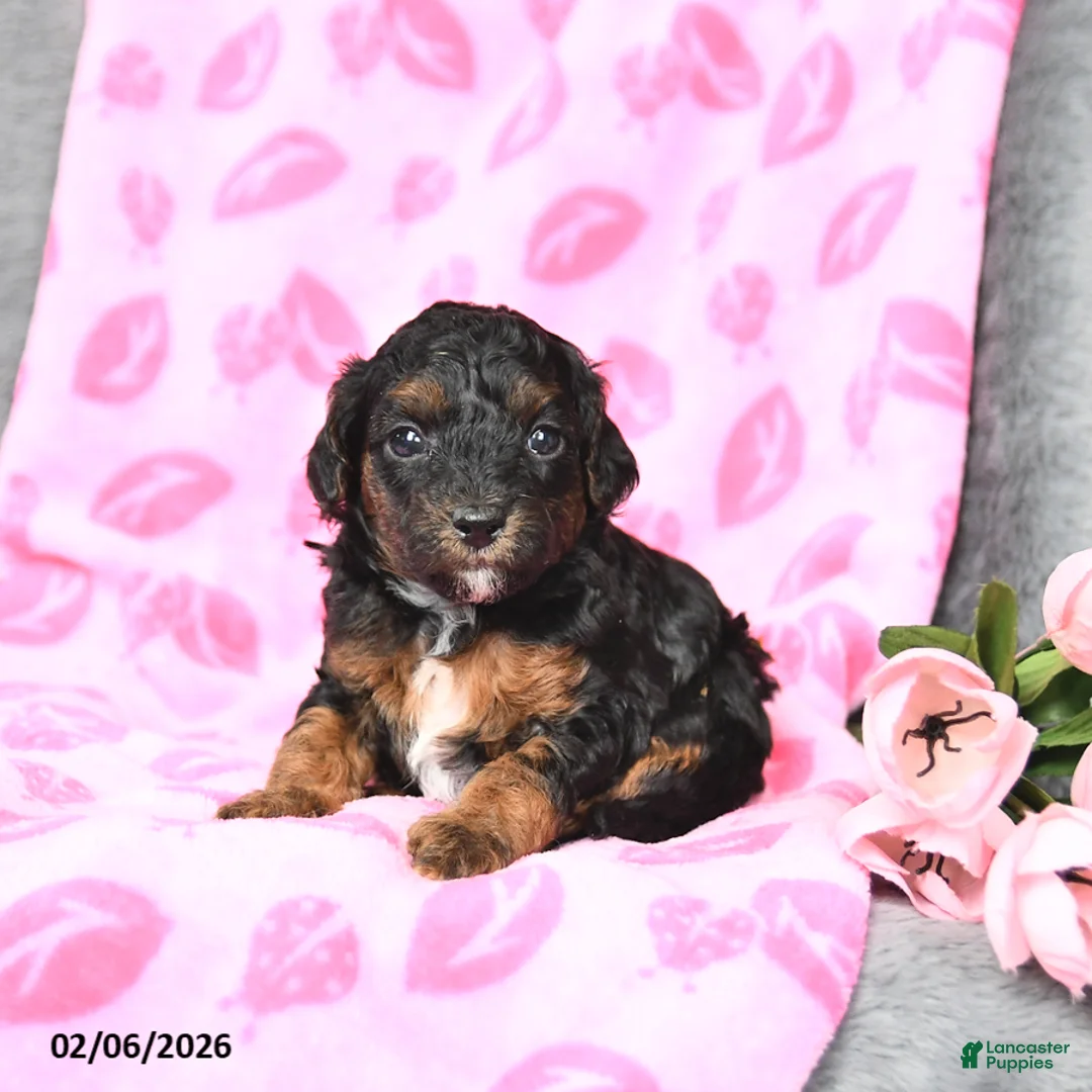 Bichpoo dogs for sale: Daisy - Ad 3