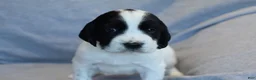 English Springer Spaniel dogs for sale: Buck - Ad 1