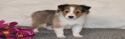 Shetland Sheepdog dogs for sale: Maggie - Ad 4
