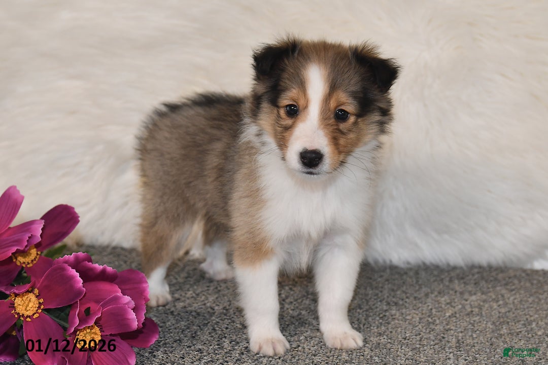 Shetland Sheepdog dogs for sale: Maggie - Ad 4