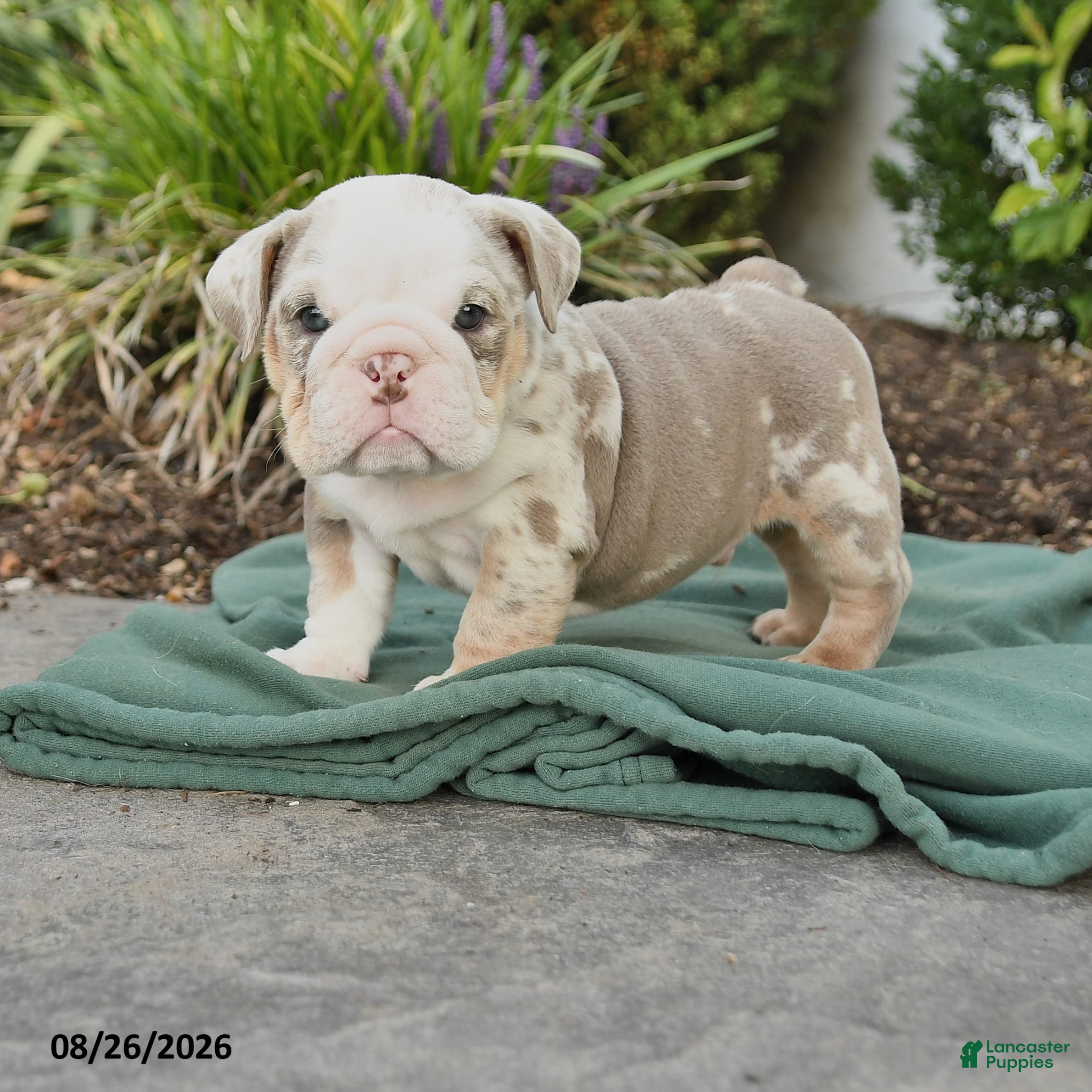 English Bulldog dogs Solomon - Ad 1