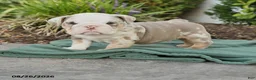 English Bulldog dogs for sale: Solomon - Ad 1