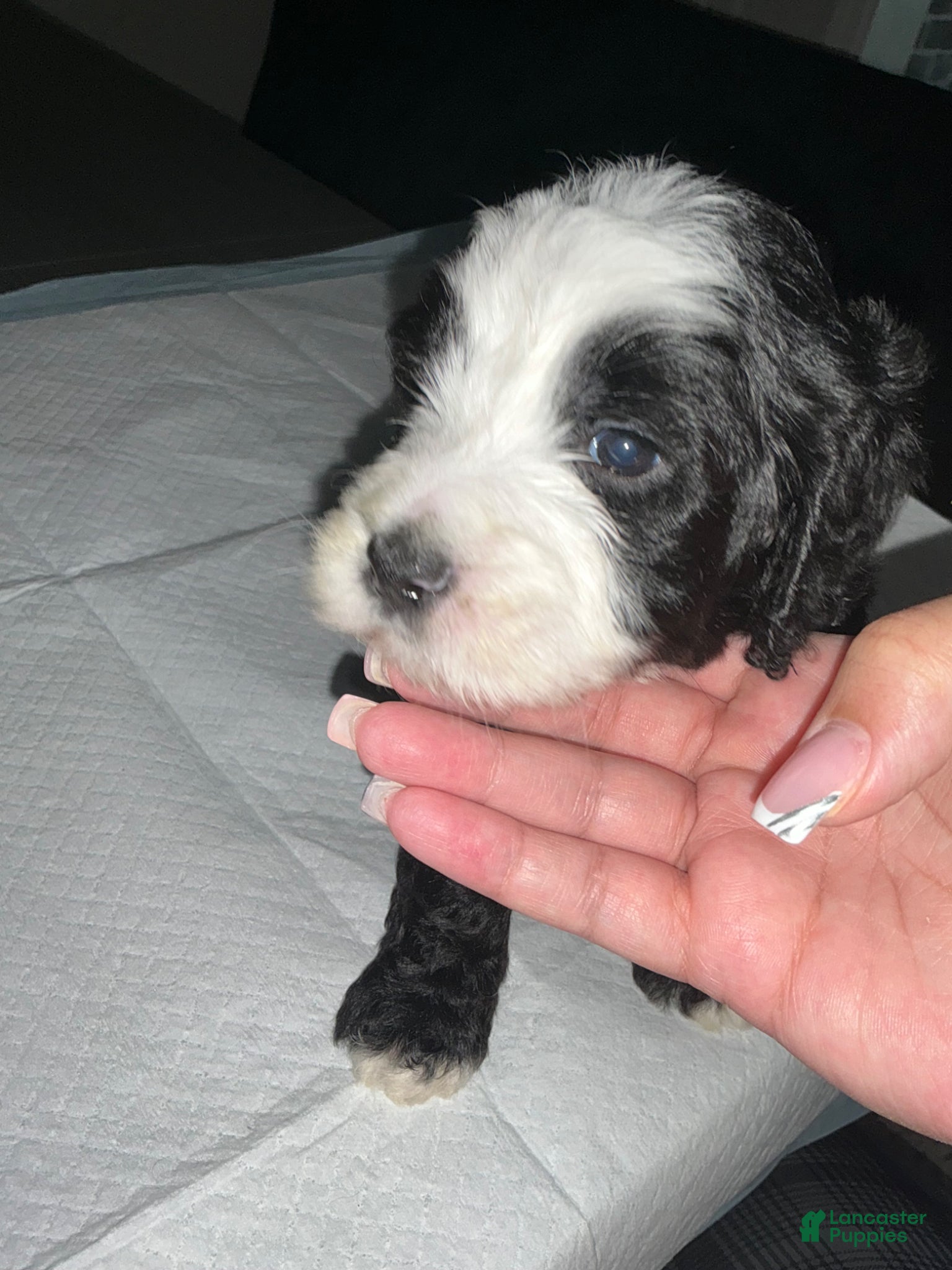 Bernedoodle dogs for sale: Bernedoodle Puppy 1 - Ad 5