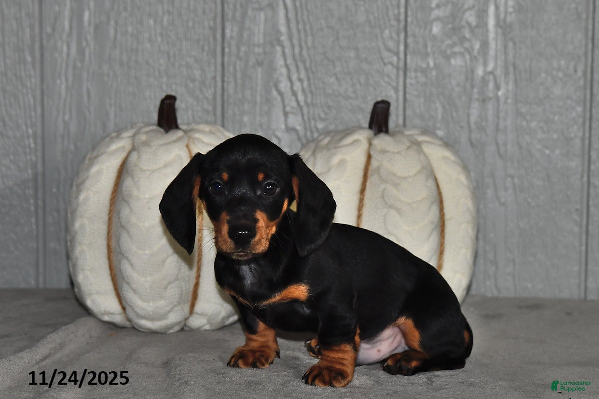 Miniature Dachshund dogs Theo - Ad 31