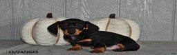 Miniature Dachshund dogs for sale: Theo - Ad 1