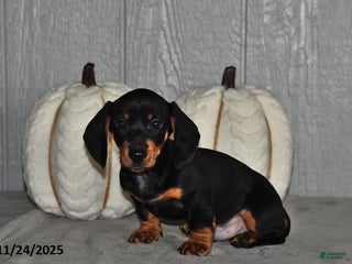 Miniature Dachshund dogs Theo - Ad 24