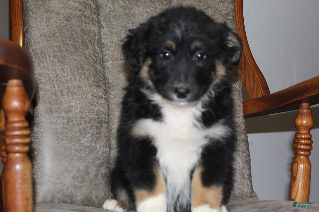 Australian Shepherd dogs for sale: Tootsie - Ad 2