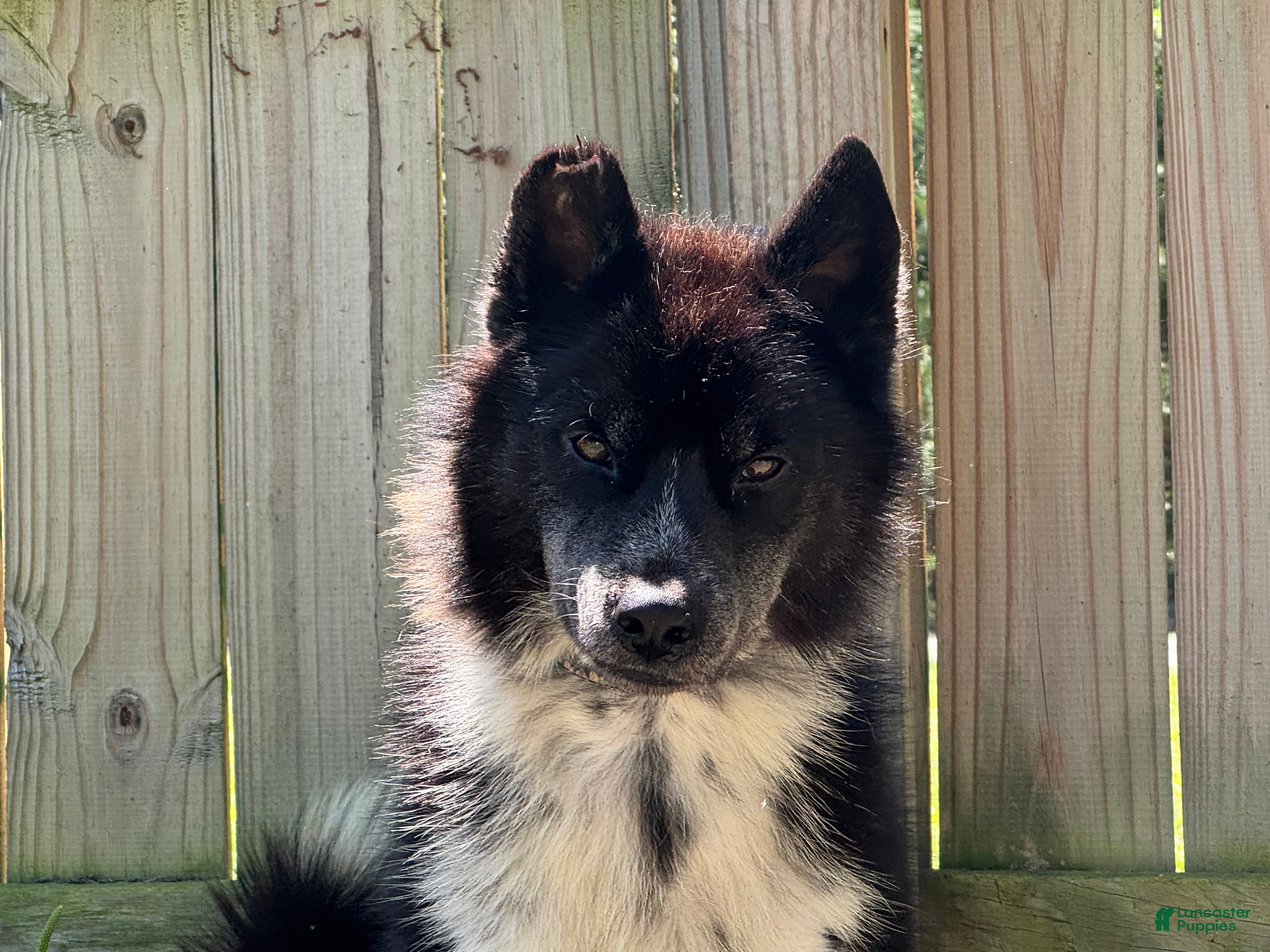 Siberian Husky dogs Meeko - Ad 39