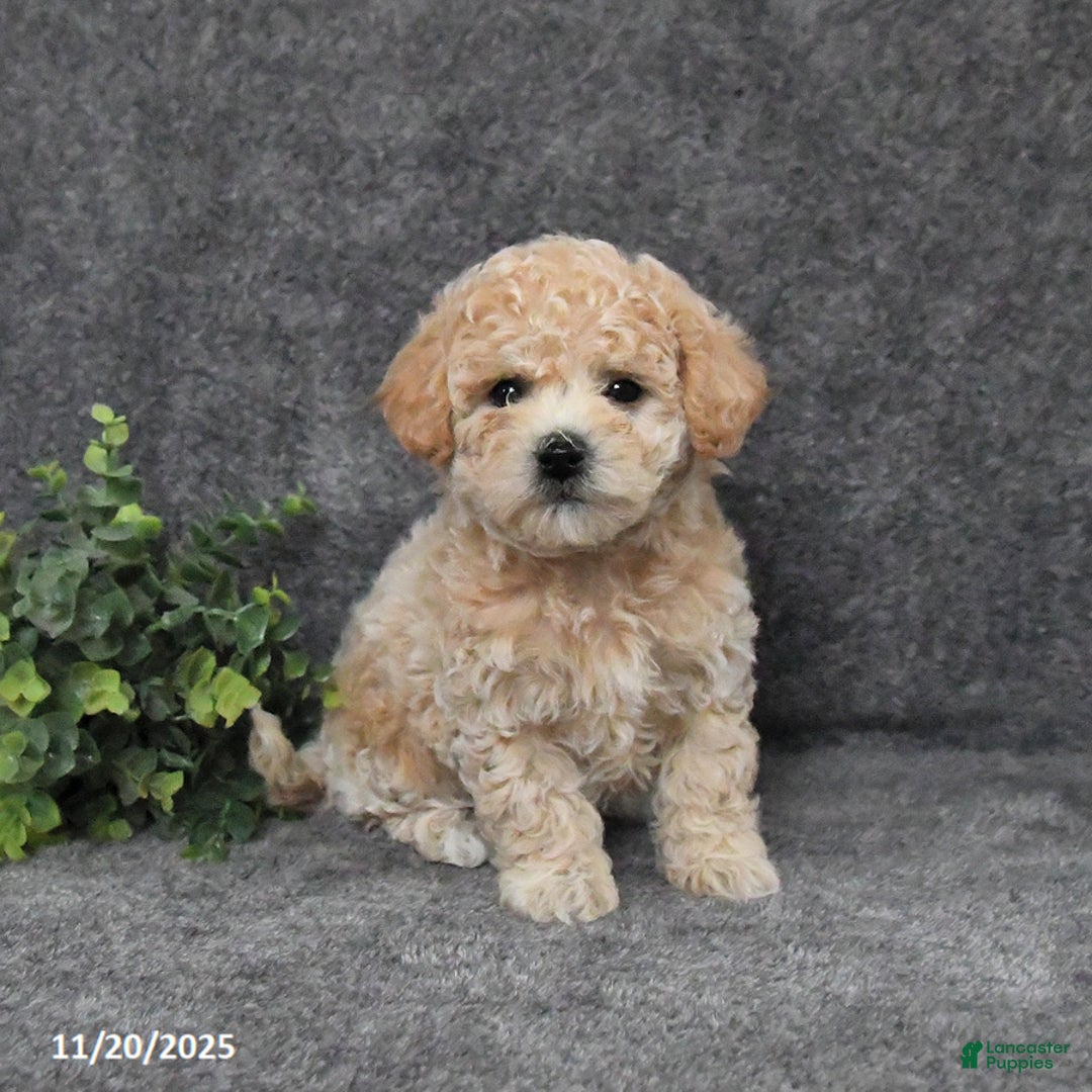 Bichpoo dogs for sale: Twinkles - Ad 4