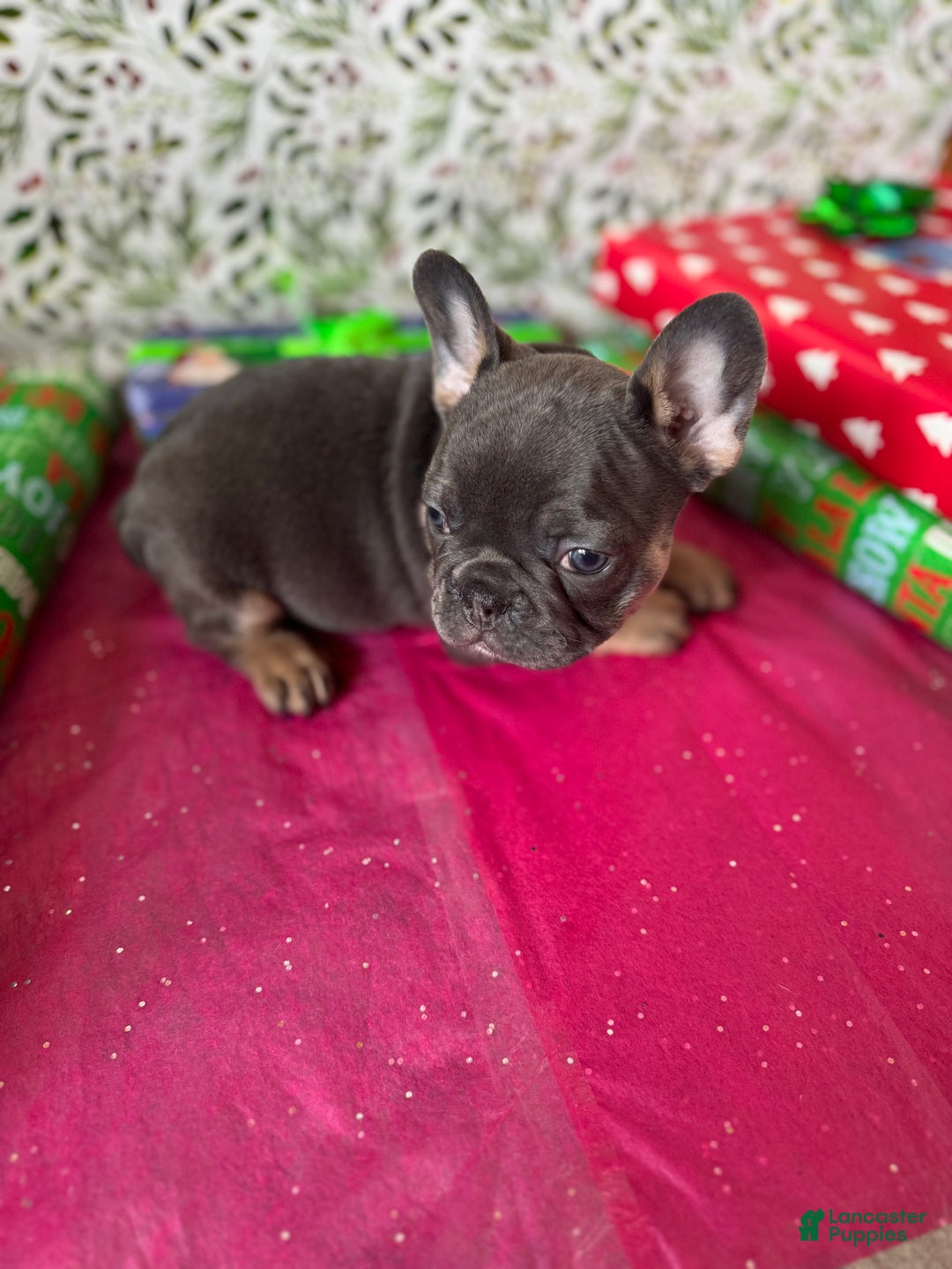 French Bulldog dogs for sale: SHELBY - Ad 6