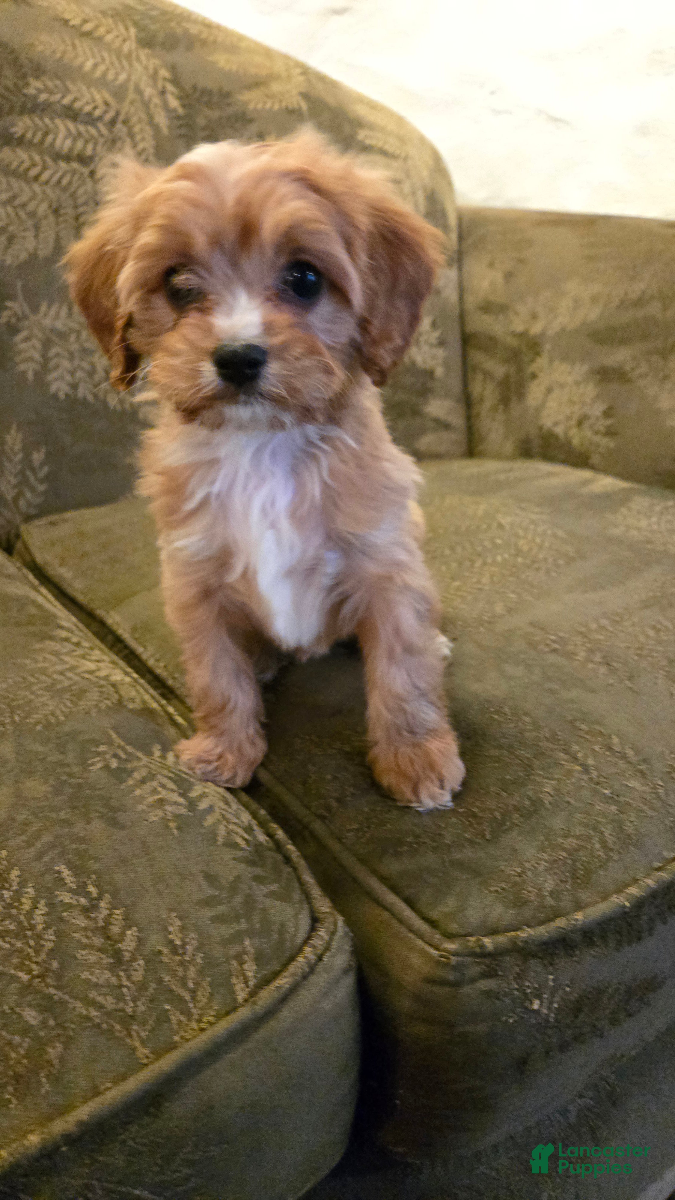 Cavapoo dogs Whitney - Ad 2