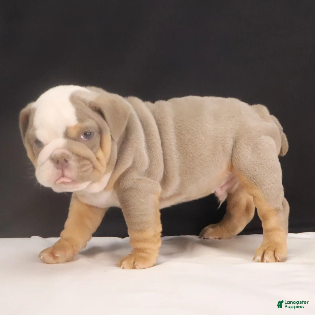 English Bulldog dogs for sale: Tyler - Ad 6