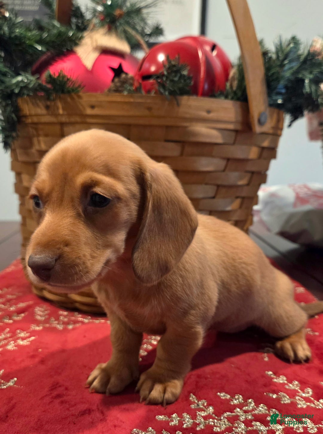 Dachshund dogs for sale: Piper - Ad 3