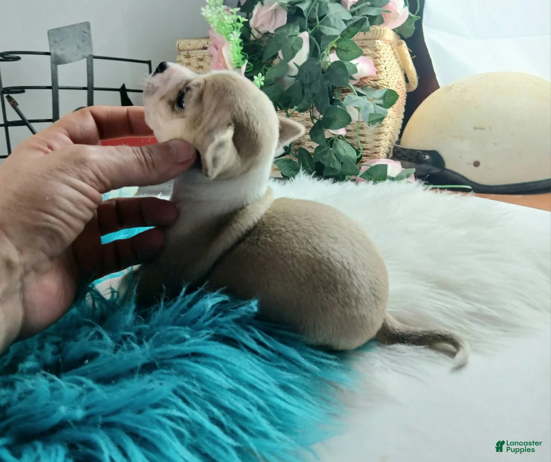 Chihuahua dogs for sale: Cece's fawn/white boy, NATIONWIDE DELIVERY  - Ad 2