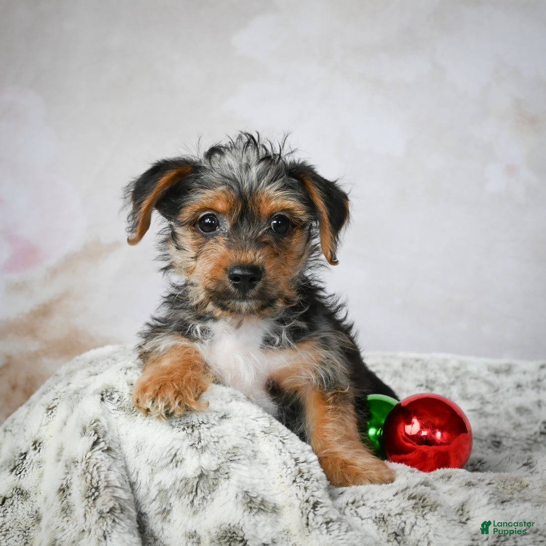 Yorkshire Terrier dogs for sale: Jerry - Ad 6