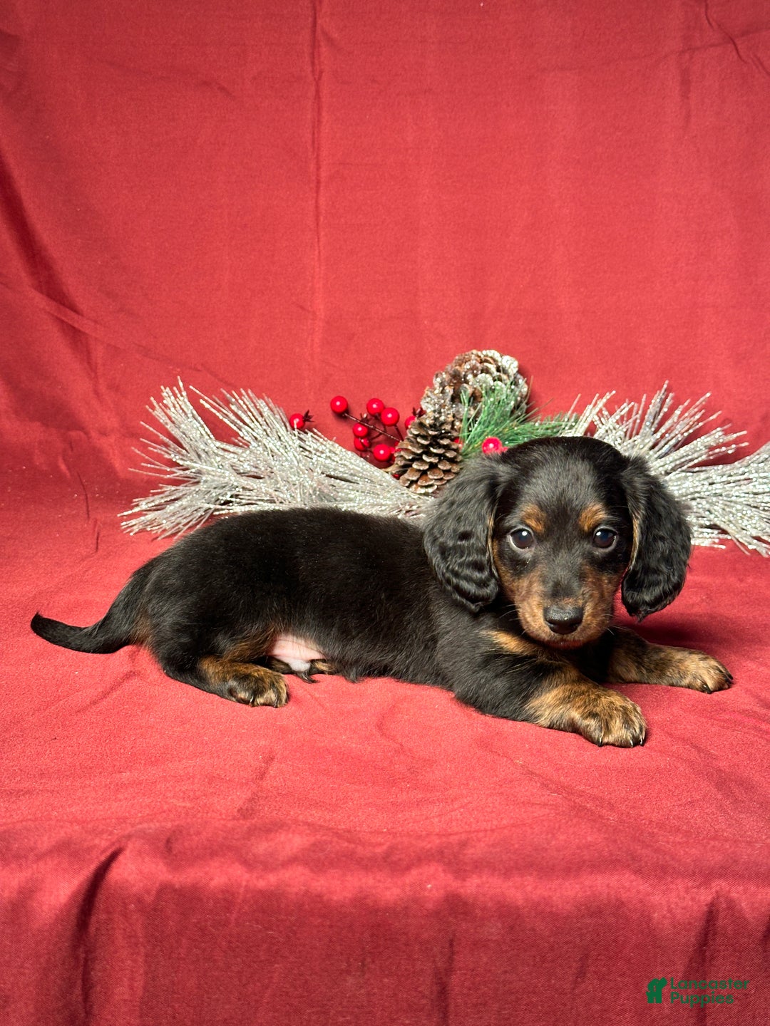 Miniature Dachshund dogs for sale: Troy - Ad 5