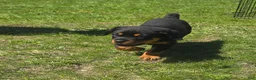 Rottweiler dogs for sale: Rottweiler Puppy 1 - Ad 4