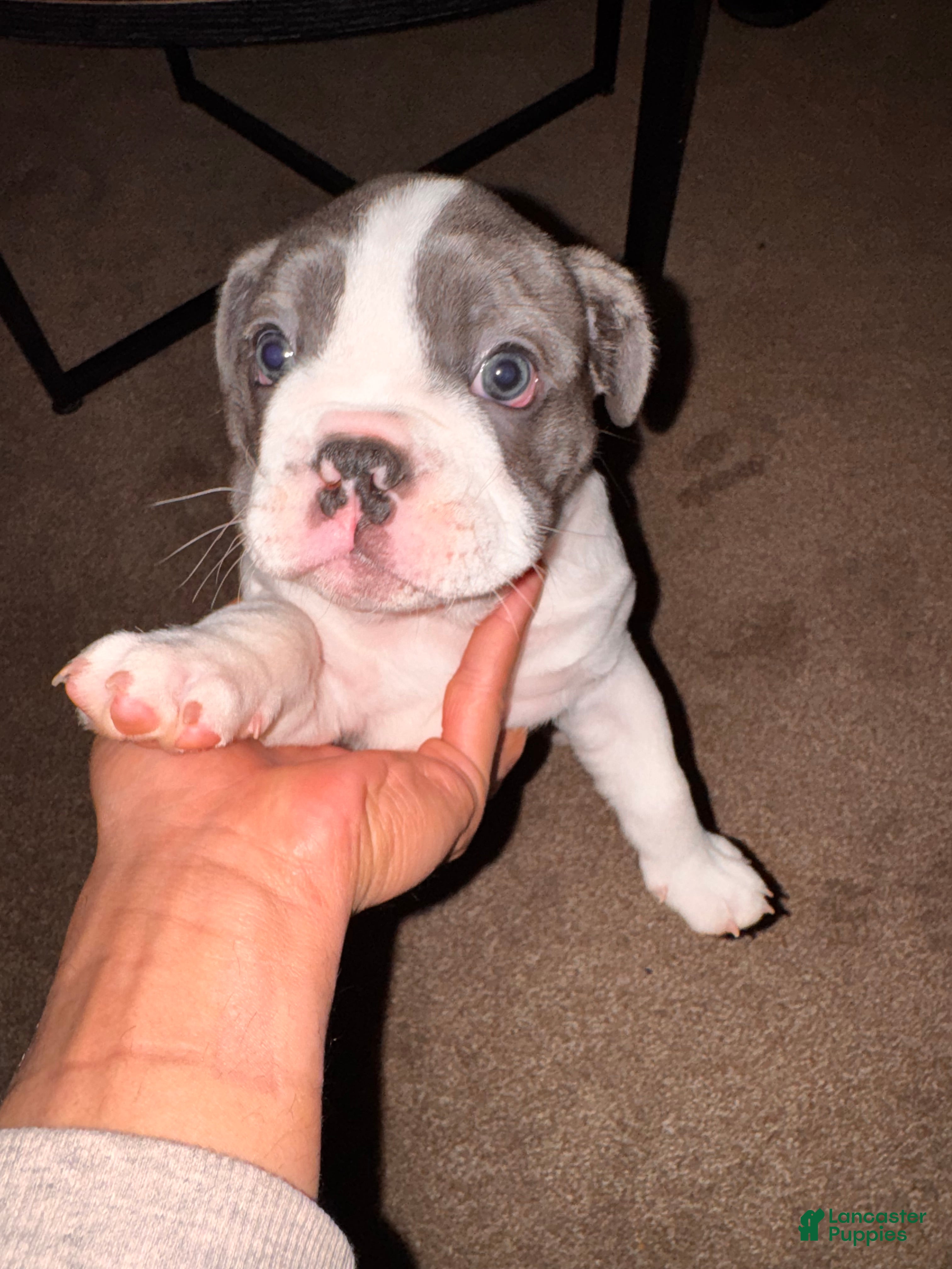 Mixed Breed dogs CJ - Ad 19