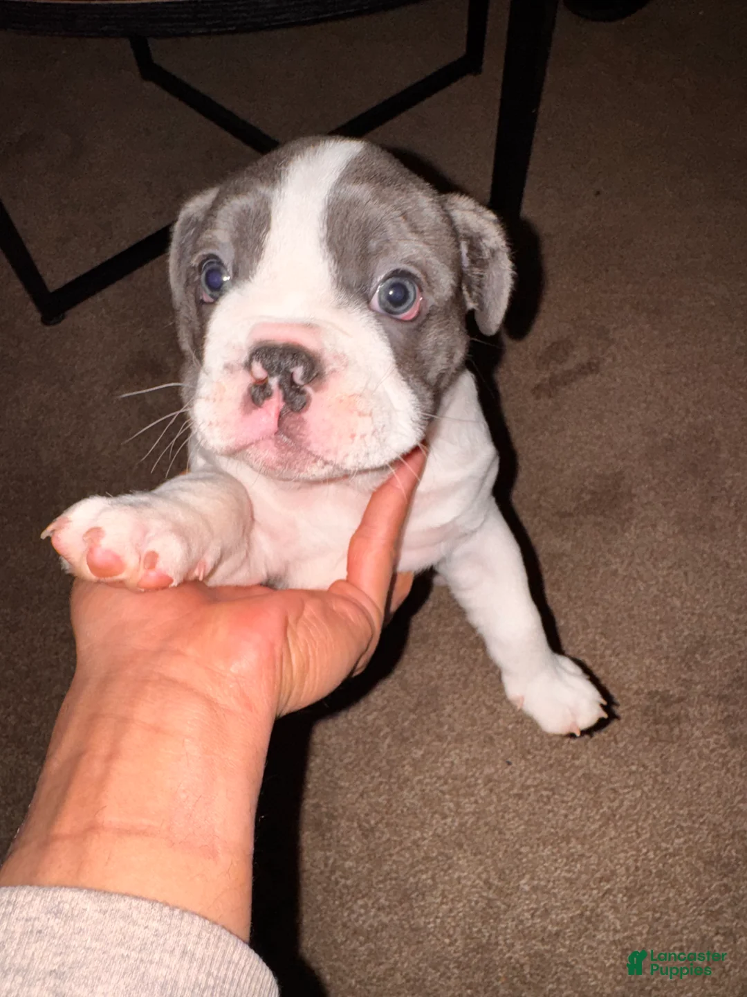 Mixed Breed dogs for sale: CJ - Ad 1