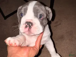 Mixed Breed dogs CJ - Ad 19