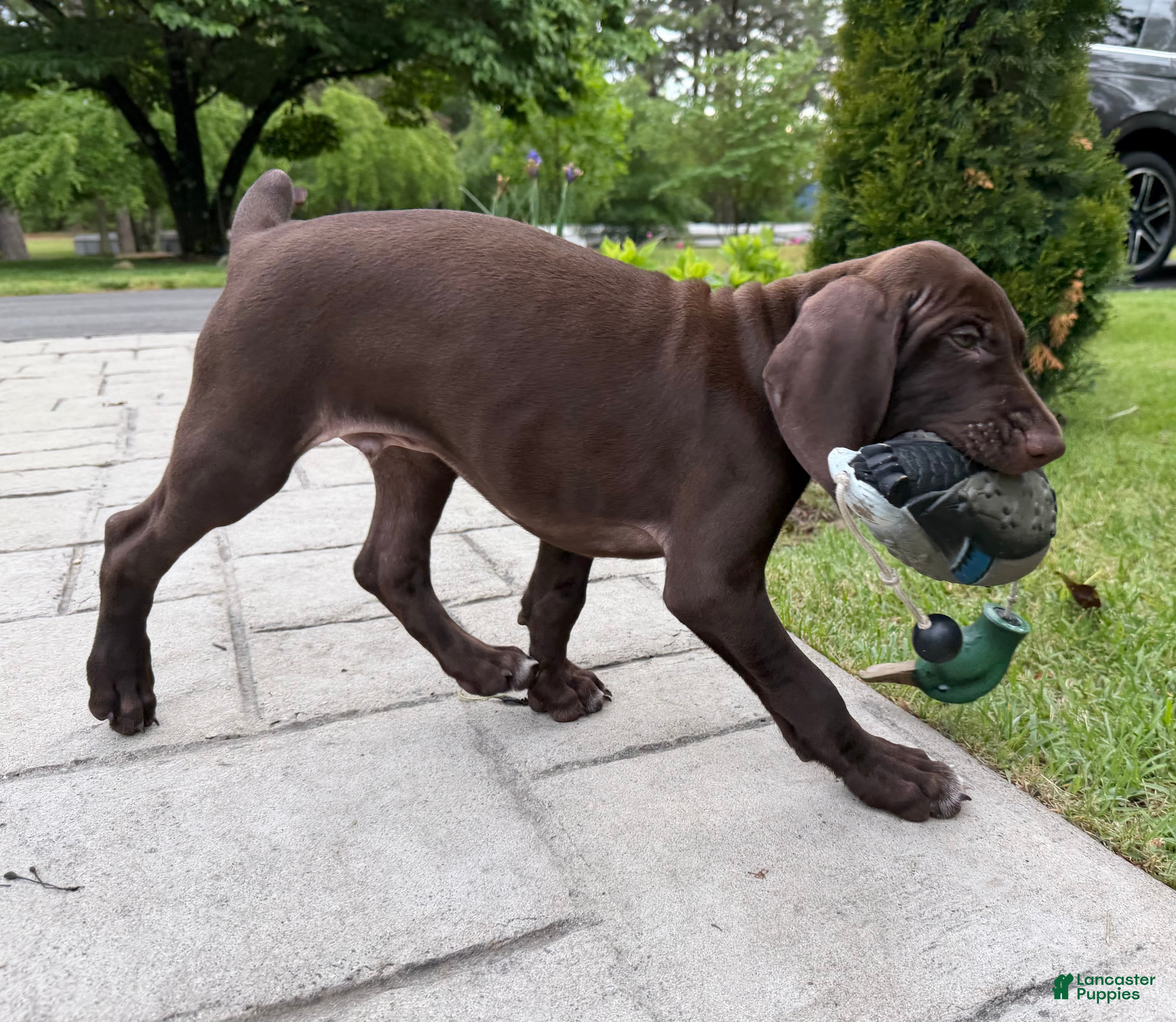 German Shorthaired Pointer dogs Kermit - Ad 16