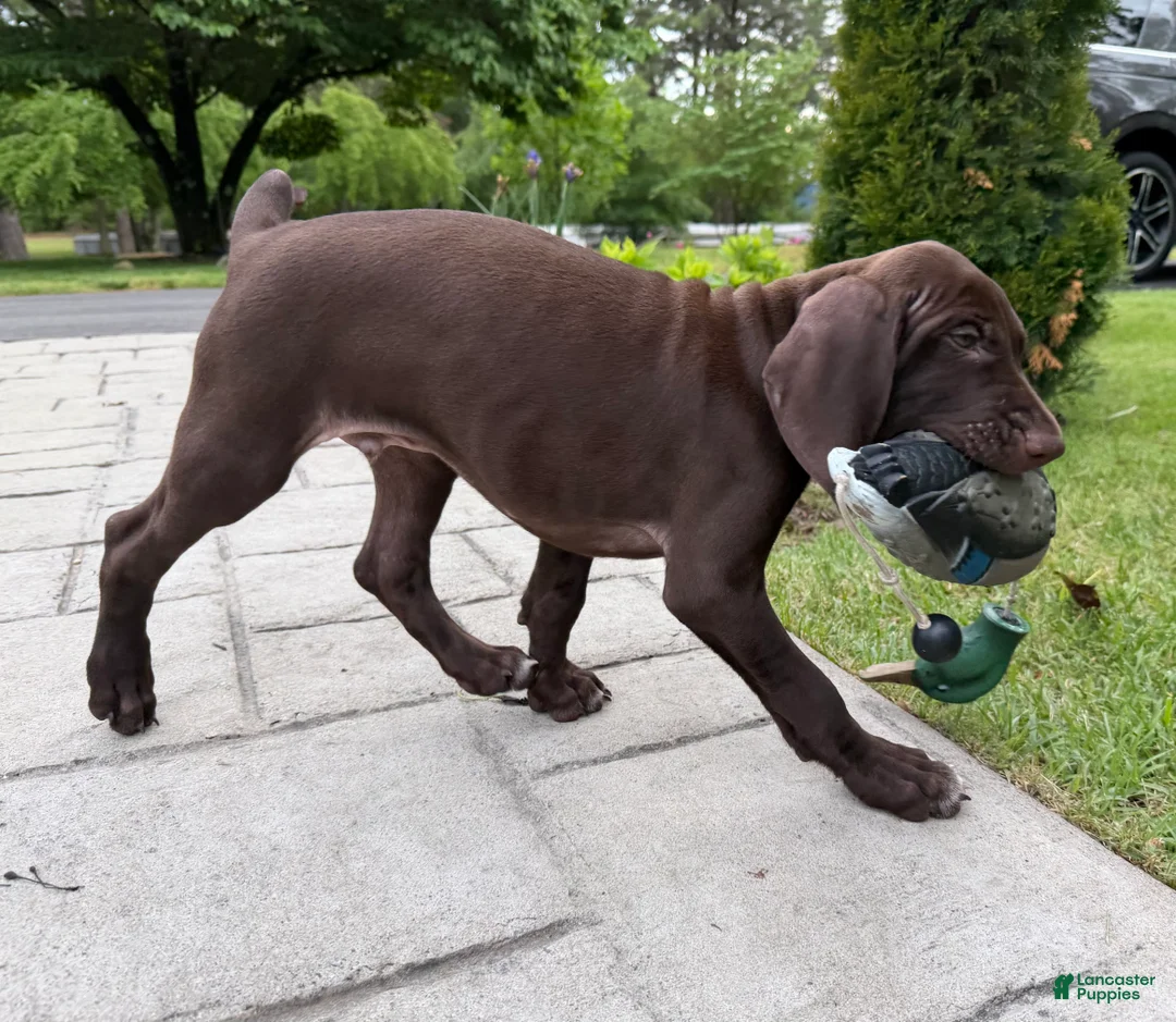 German Shorthaired Pointer dogs for sale: Kermit - Ad 1